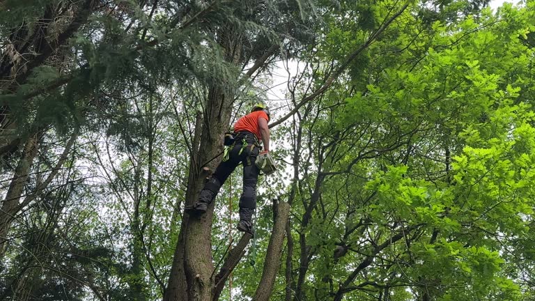 Best Seasonal Cleanup  in Desert Hot Springs, CA